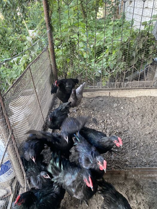 Vând cocoși Australorp