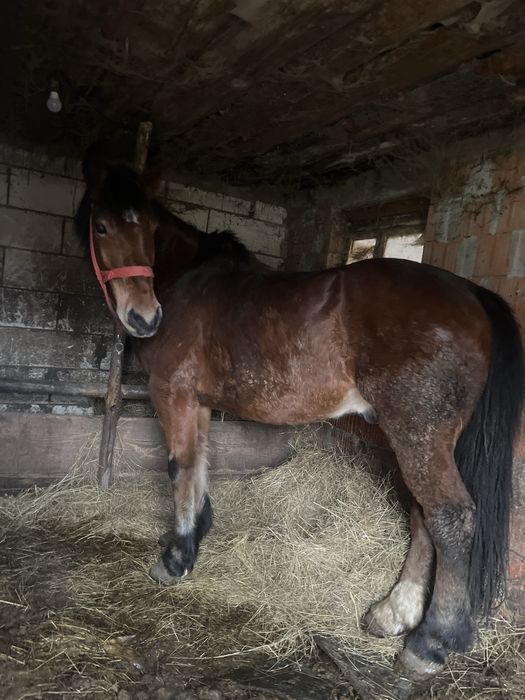 Cal de 7 ani de vanzare