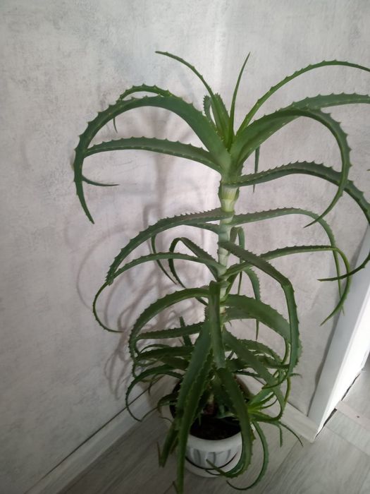 Продаю алое древовидное.