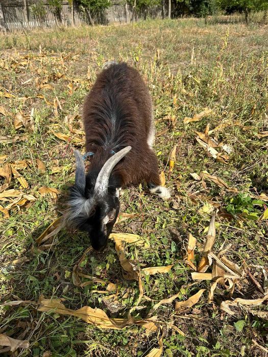 Vând Țap- 6 luni- 400 lei