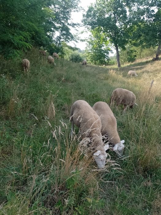 texel .oi .de carne.