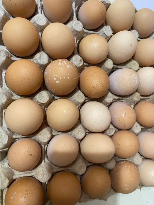 Oua de găini de tara bio