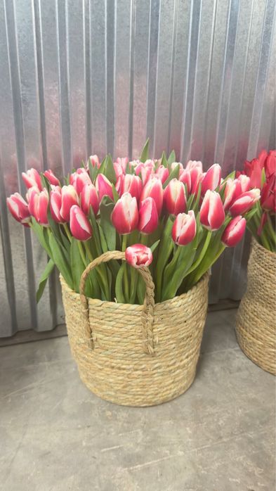 Тюльпаны по выгодной цене