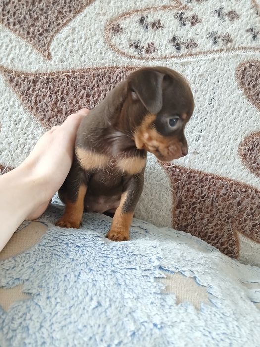 Мини Той Девачка