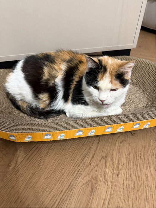 Кошечка ищет дом!