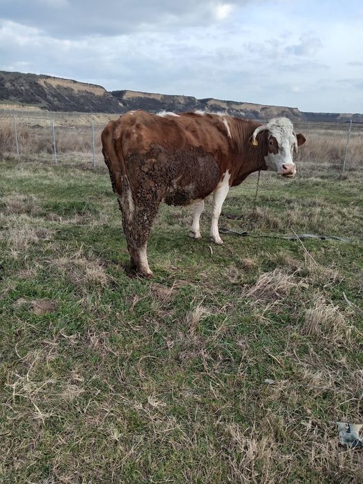 De vanzare vaci gestante