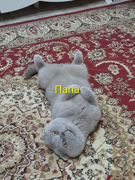 Продаются котята вислоухие.