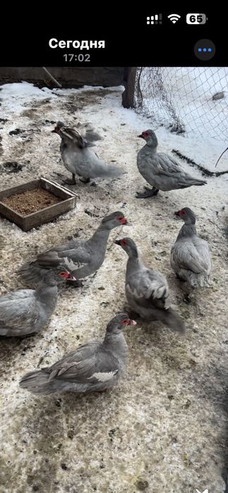 Индоутка Лаванда