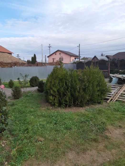 Vand tuia diferite marimi ,modele