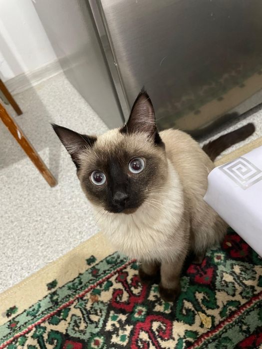 Породистый Сиамский кот