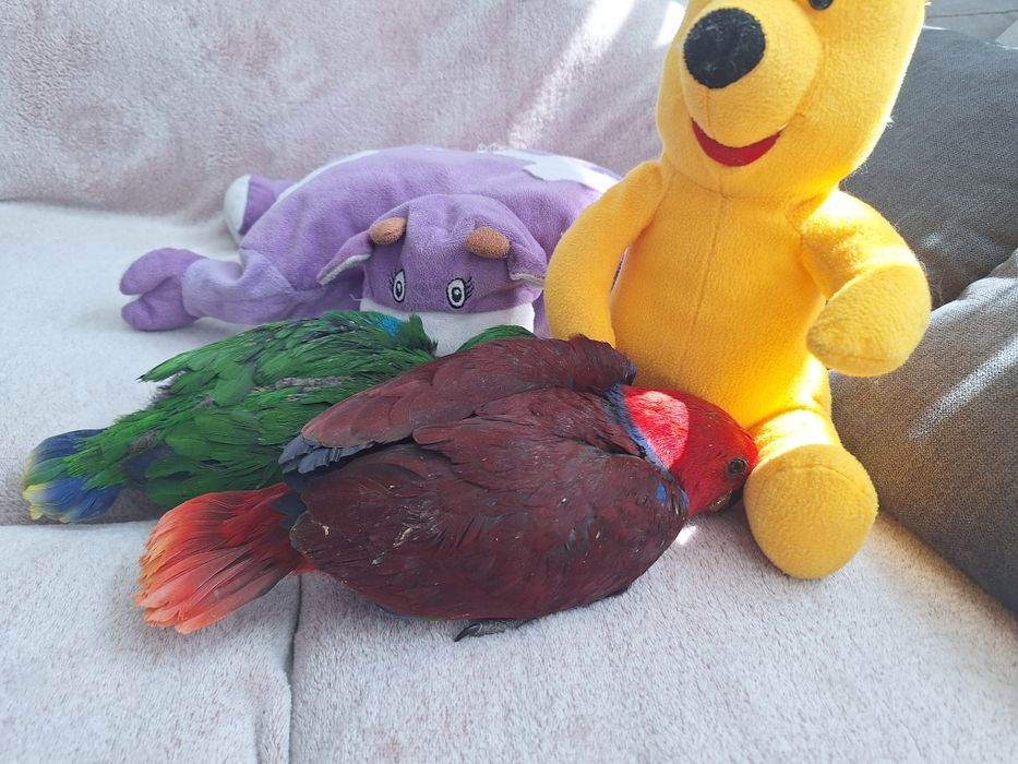 Ръчно хранени папагали Еклектус