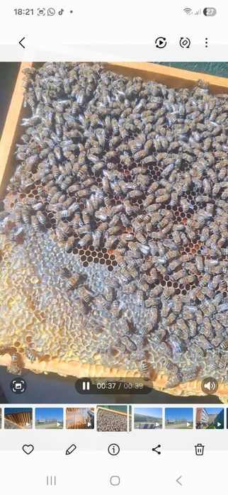 Продам пчёл рамка расплода 15 тышь