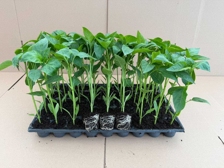 Răsaduri de legume profesionale - Livrare prin curier în toată țara