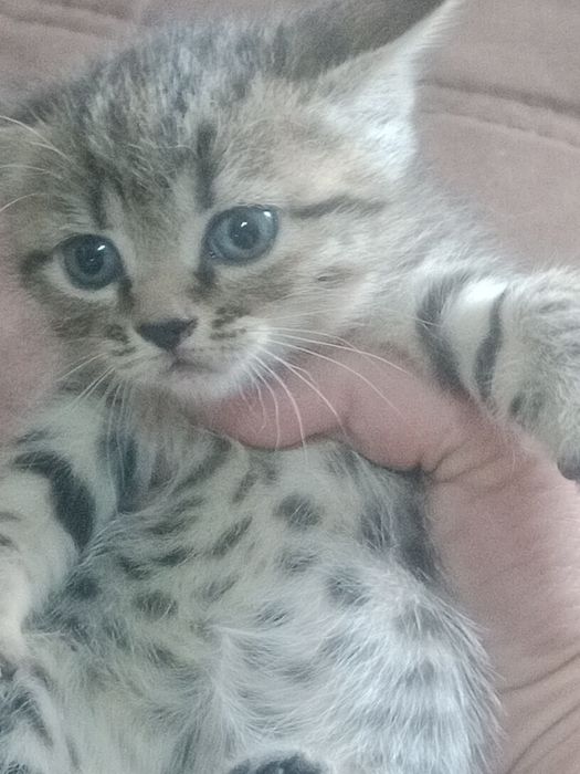 Британские короткошерстные
