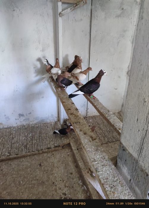 Голуби попы снегири белокрылые кептер