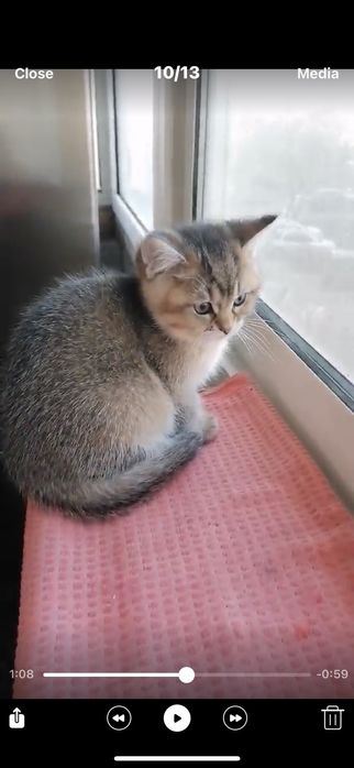 Сребърна чинчила