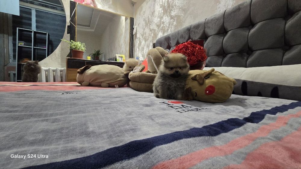 Померанский шпиц