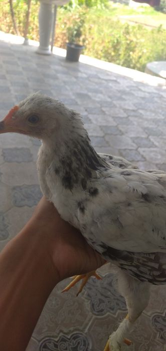 Para Juja sotiladi kulangi va brama