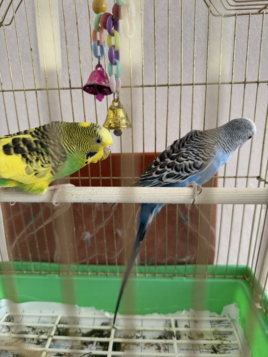 Попугаи с клеткой продаю