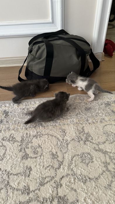 Отдадим бесплатно домашних котят