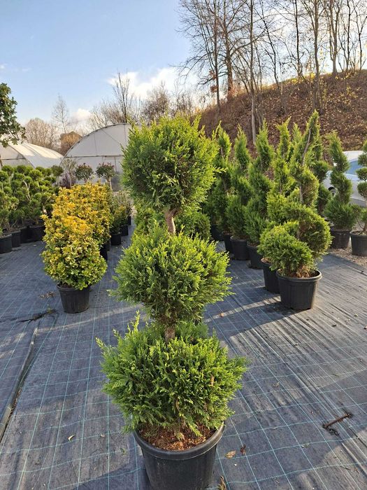Plante ornamnetale  bonsai spirale pon pon