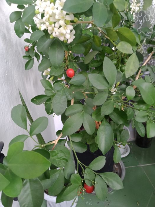 Продам саженцы Мурраи.