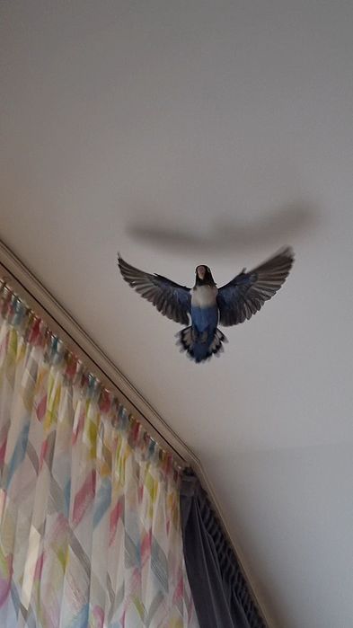 Vand papagal agapornis femela+ cusca