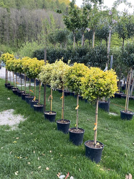 Glicină cățărătoare si plante