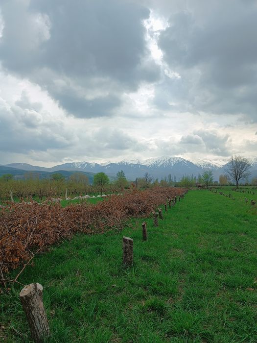 Продам дрова Яблоня низкой цене