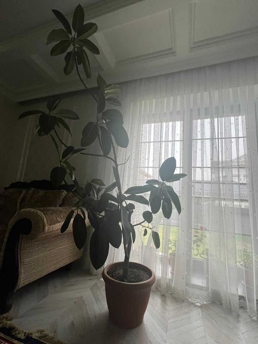 Фикус Мелани каучуковый