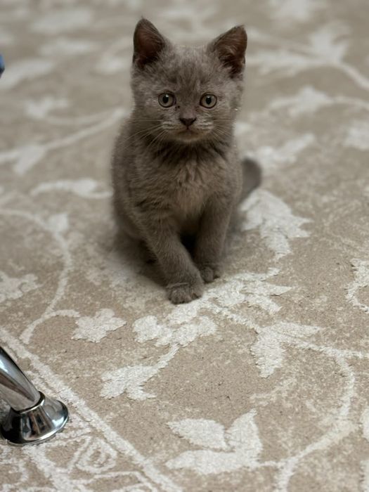 Отдам котят в дттрые руки