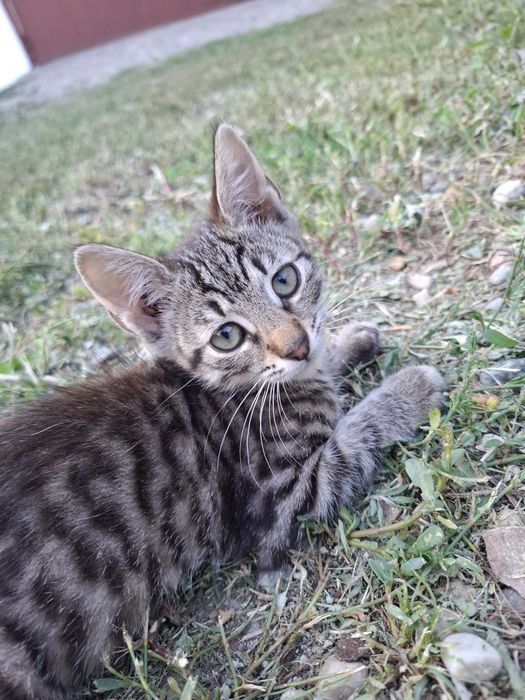 4 suflete își caută acasă