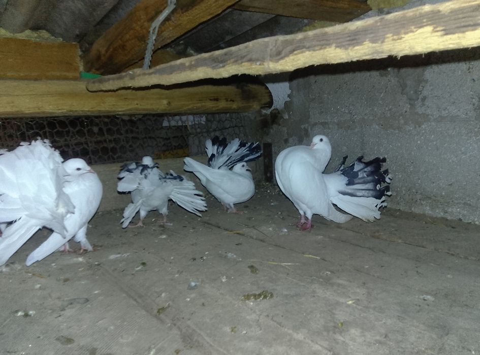 Vând  7 porumbei rotati