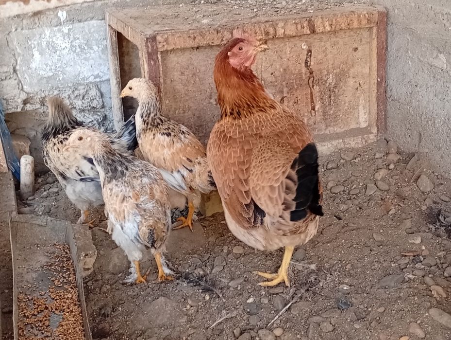 Brama tovuqlar soglom sotiladi