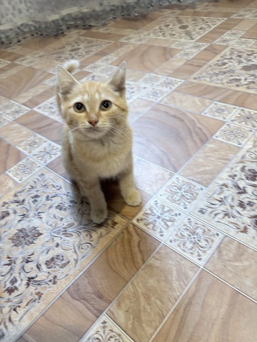 Котенок в поисках дома