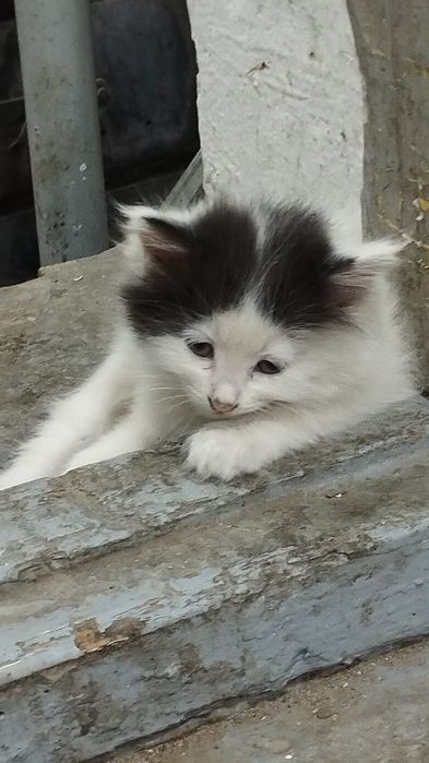 Котята для души))