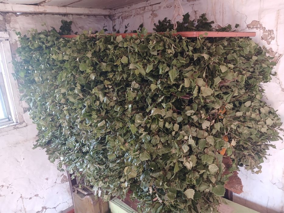 Продам Банный веники