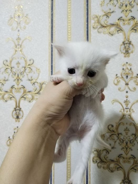 Zotli mushuklar sotiladi