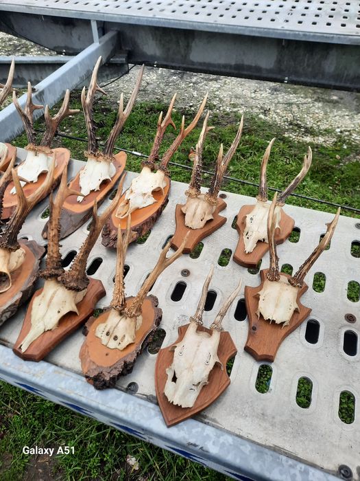 Еленски рога от сърндак.