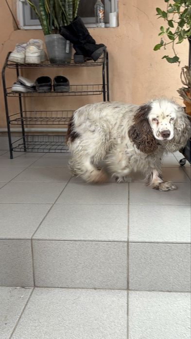 Русский спаниель. Сука.