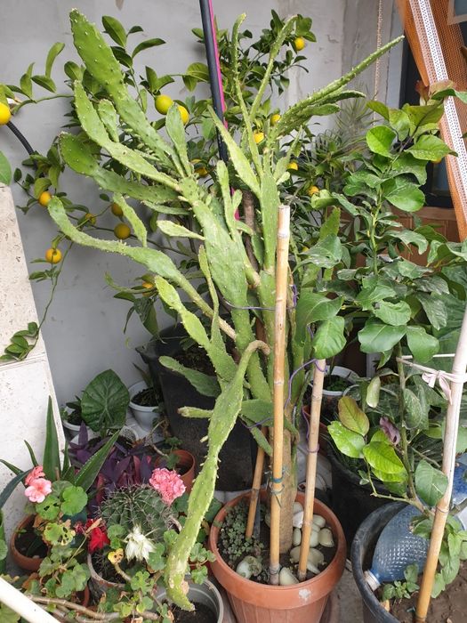 Lămi si plante decorative cufrunze verzi la 1200 lei