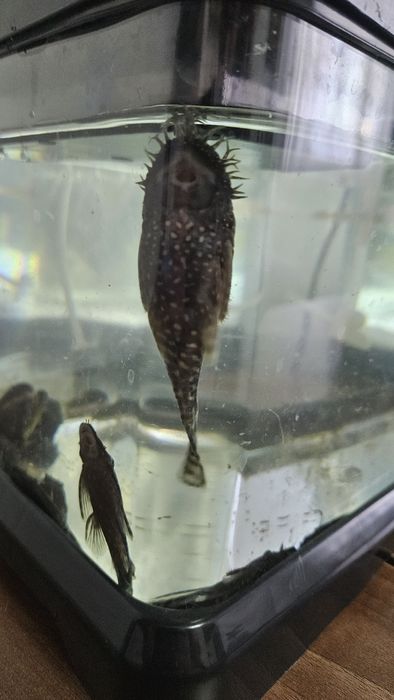 Ancistrus de vânzare