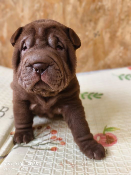 Шикарные щенки шарпея.