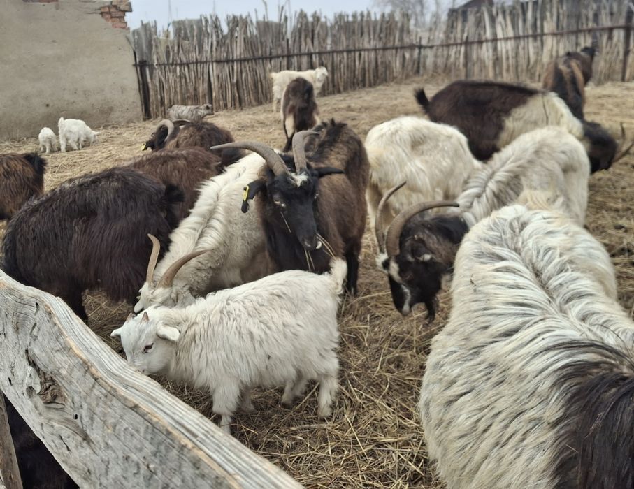 Ешкілер сатылады