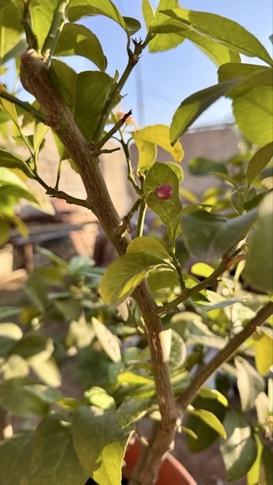 Саженцы лимона сорта Мейер