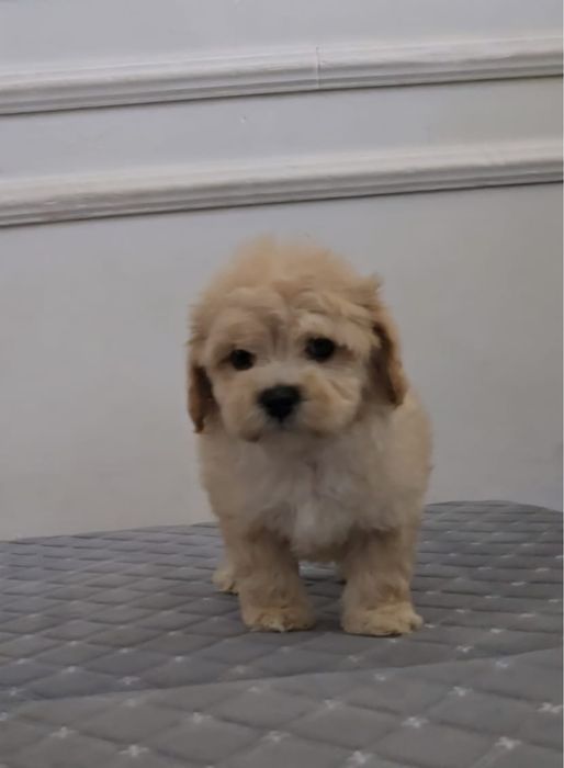 Продам щенков мальтипу