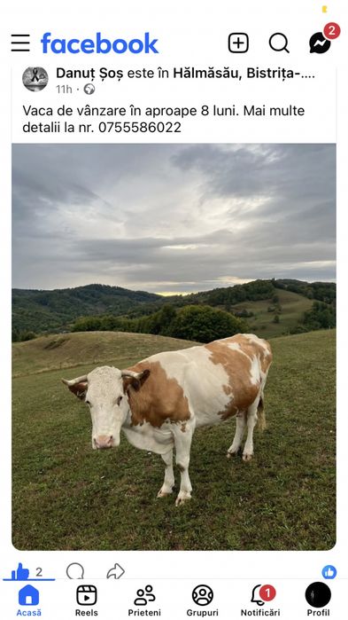 Vaca gestanta de 8 luni