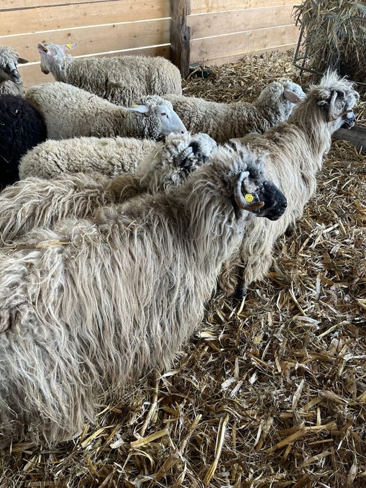 Vând oi sau schimb cu vitei