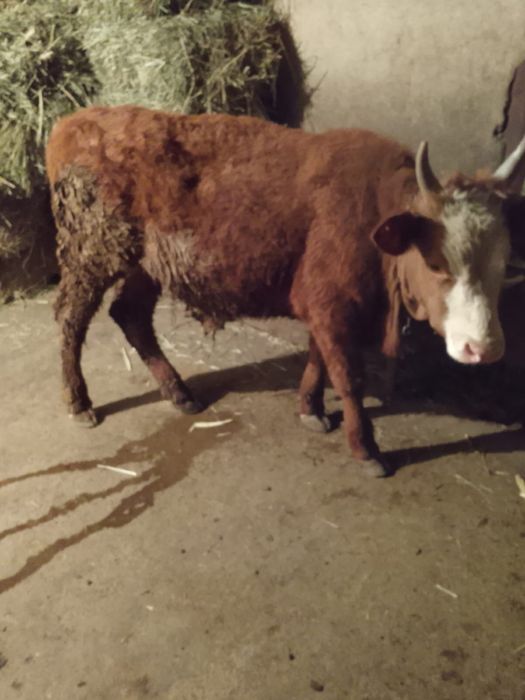 Продам      быка