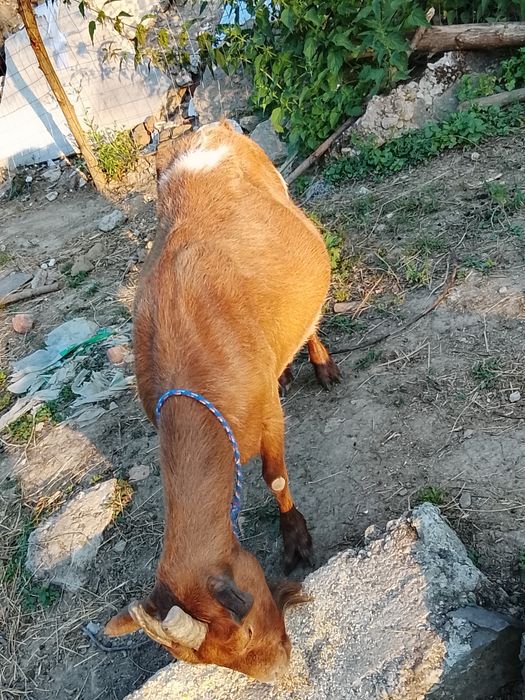 Cositoare cu lama și capre
